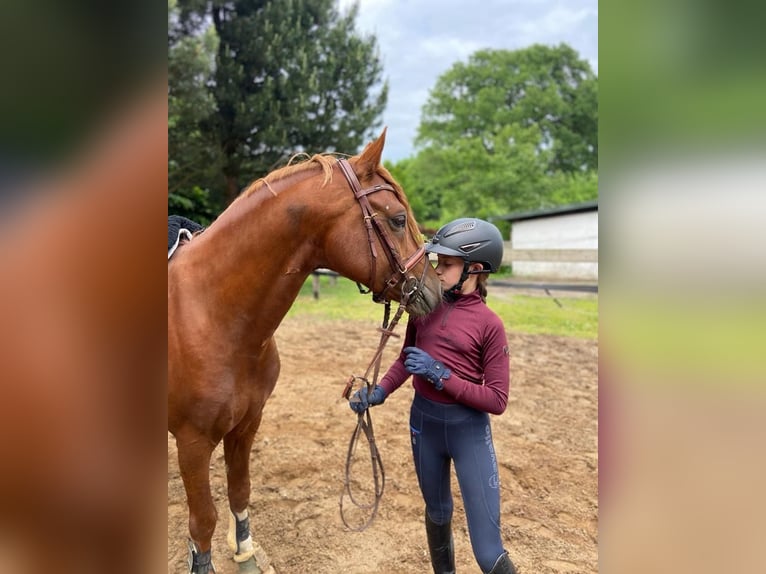 Duitse rijpony Hengst 8 Jaar 145 cm Vos in Todenbüttel