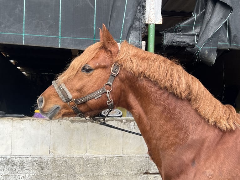 Duitse rijpony Hengst 8 Jaar 145 cm Vos in Todenbüttel