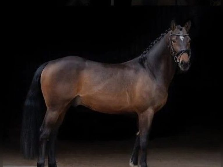 Duitse rijpony Hengst 8 Jaar 147 cm Donkerbruin in Süderlügum