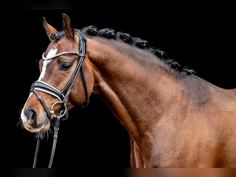 Duitse rijpony Hengst 9 Jaar 147 cm Donkerbruin in Dörpstedt