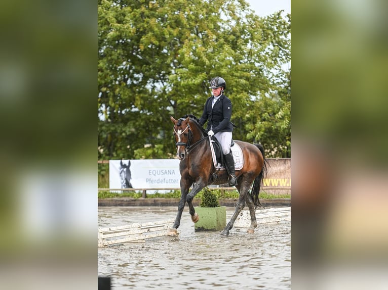 Duitse rijpony Hengst 9 Jaar 147 cm Donkerbruin in Dörpstedt