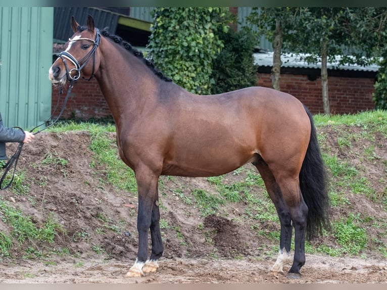 Duitse rijpony Hengst 9 Jaar 147 cm Donkerbruin in Dörpstedt