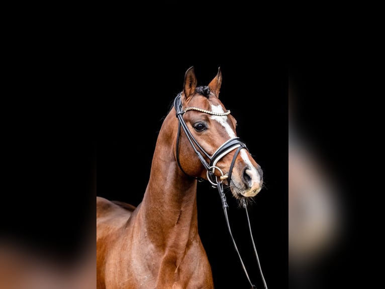 Duitse rijpony Hengst 9 Jaar 147 cm Donkerbruin in Dörpstedt