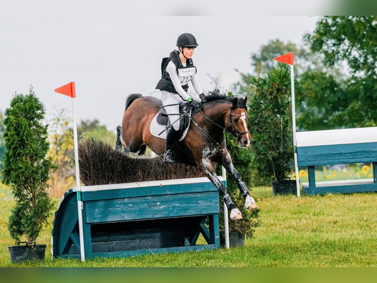 Duitse rijpony Hengst 9 Jaar 147 cm Donkerbruin in Dörpstedt