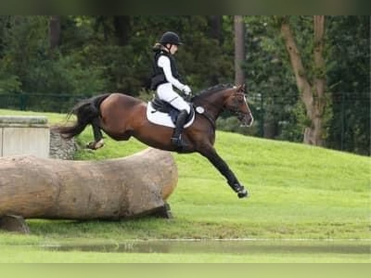 Duitse rijpony Hengst 9 Jaar 147 cm Donkerbruin in Dörpstedt