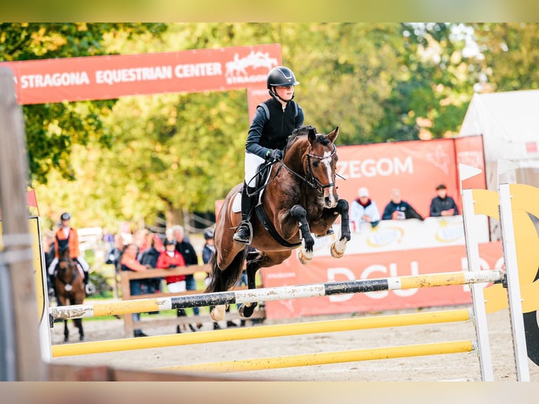 Duitse rijpony Hengst 9 Jaar 147 cm Donkerbruin in Dörpstedt