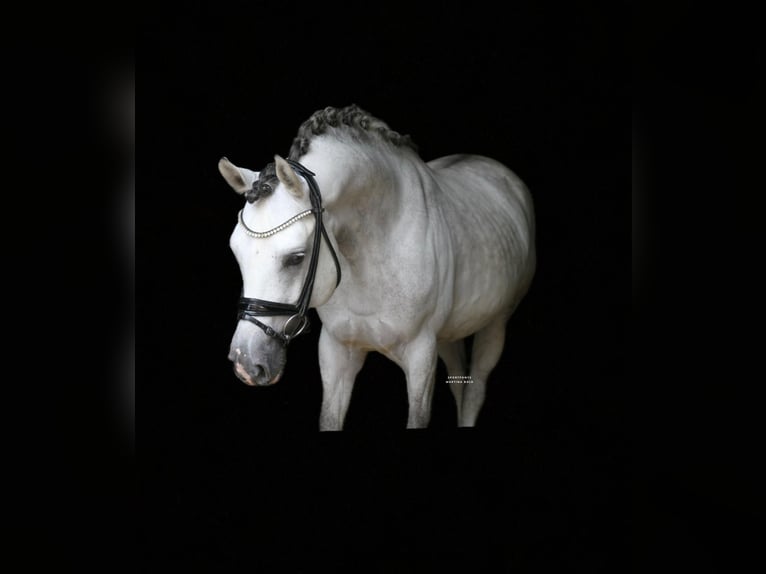 Duitse rijpony Hengst 9 Jaar 147 cm Schimmel in Recke, bei Osnabrück Duitse rijpony Hengst 9 Jaar 147 cm Schimmel in Recke, bei Osnabrück