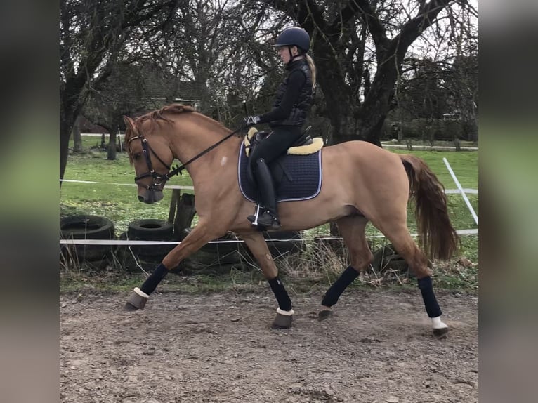 Duitse rijpony Hengst 9 Jaar 148 cm in Achim
