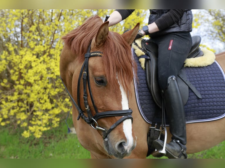 Duitse rijpony Hengst 9 Jaar 148 cm Falbe in Achim