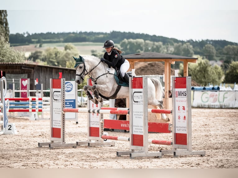 Duitse rijpony Hengst 9 Jaar 148 cm Schimmel in ErgoldsbacH