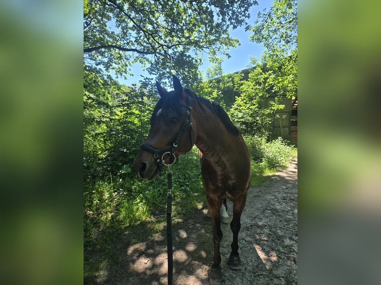Duitse rijpony Hengst 9 Jaar 149 cm Bruin in Münchweiler an der Rodalb