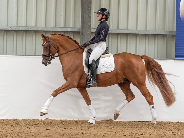 Duitse rijpony Hengst 9 Jaar 153 cm Vos in Bedburg
