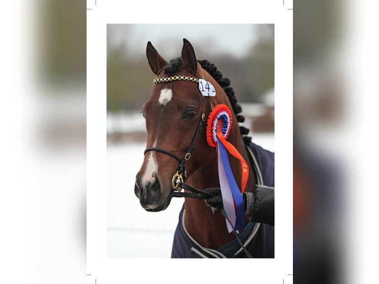 Duitse rijpony Hengst Bruin in Ihlow