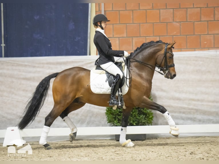 Duitse rijpony Hengst Bruin in Bedburg