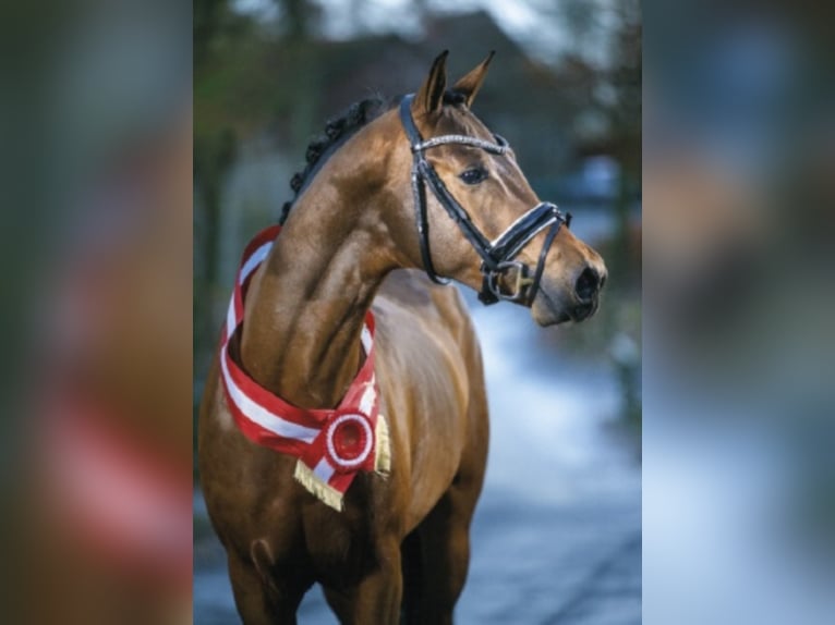 Duitse rijpony Hengst Bruin in Bedburg