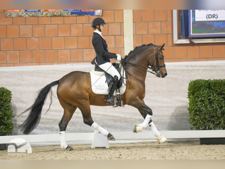 Duitse rijpony Hengst Bruin in Bedburg