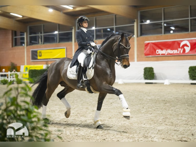 Duitse rijpony Hengst Bruin in Bedburg