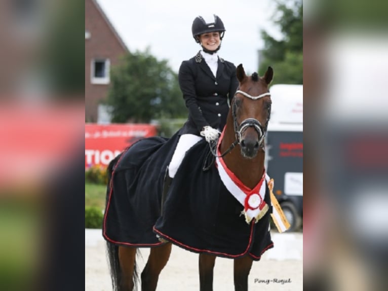 Duitse rijpony Hengst Bruin in Bedburg