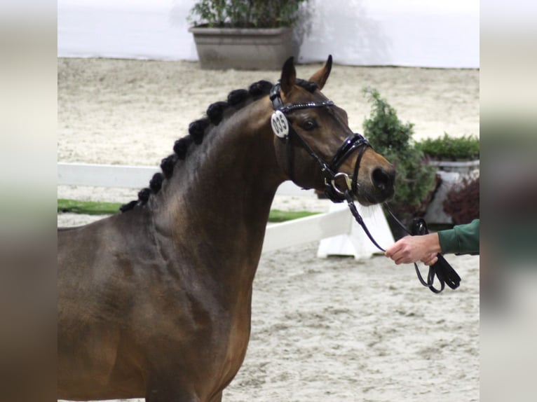 Duitse rijpony Hengst Bruin in Coesfeld