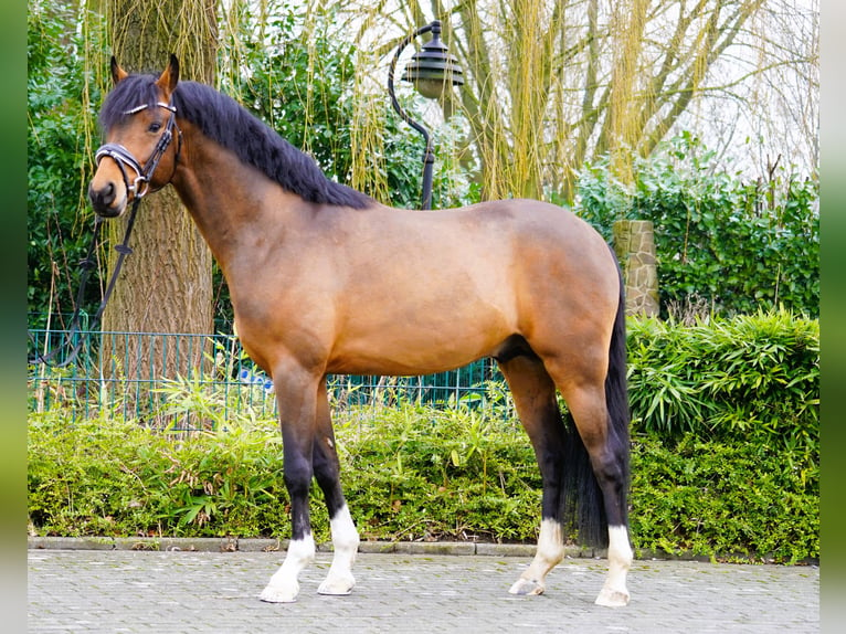 Duitse rijpony Hengst Bruin in Coesfeld