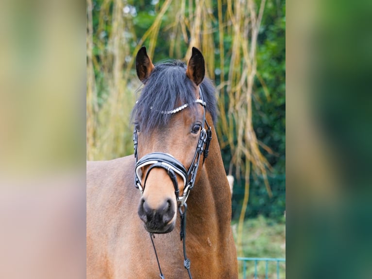 Duitse rijpony Hengst Bruin in Coesfeld