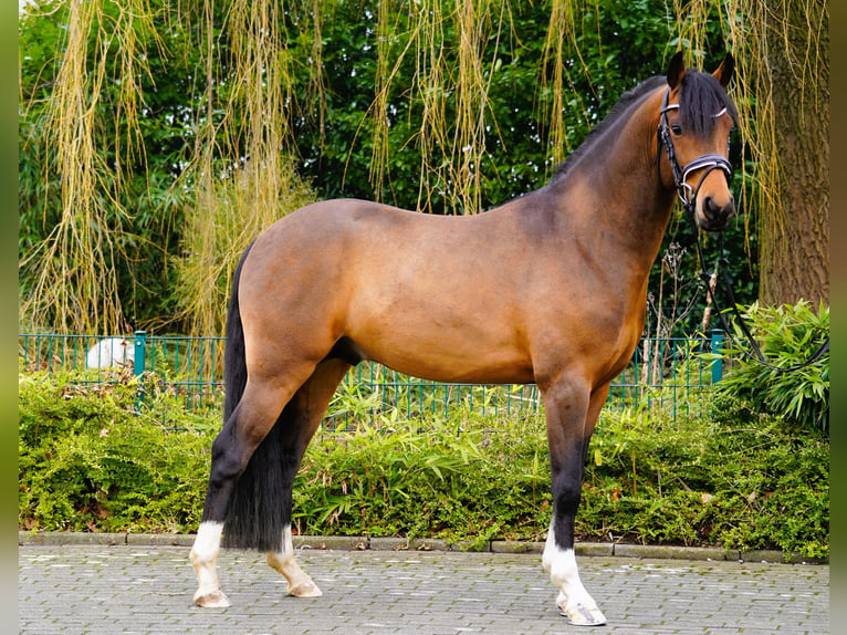 Duitse rijpony Hengst Bruin in Coesfeld