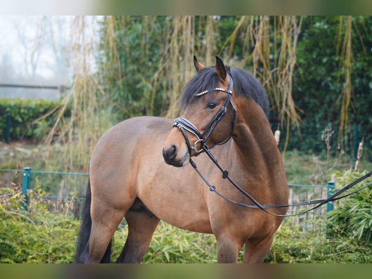 Duitse rijpony Hengst Bruin in Coesfeld