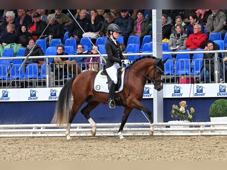 Duitse rijpony Hengst Bruin in Lippetal