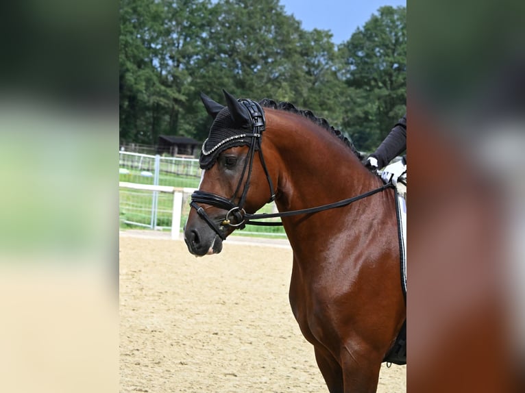 Duitse rijpony Hengst Bruin in Lippetal