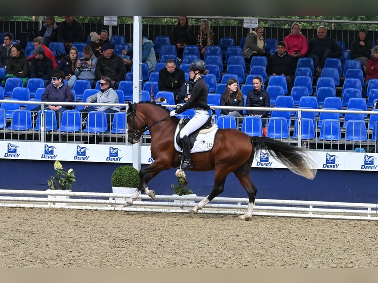 Duitse rijpony Hengst Bruin in Lippetal