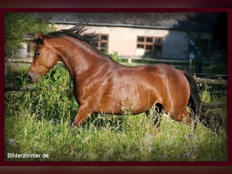 Duitse rijpony Hengst Bruin in Zweibrücken