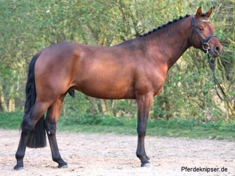 Duitse rijpony Hengst Bruin in Zweibrücken