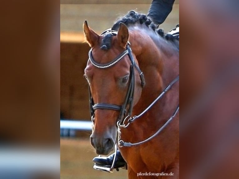 Duitse rijpony Hengst Bruin in Zweibrücken