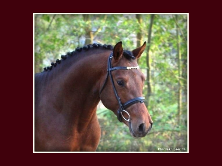 Duitse rijpony Hengst Bruin in Zweibrücken