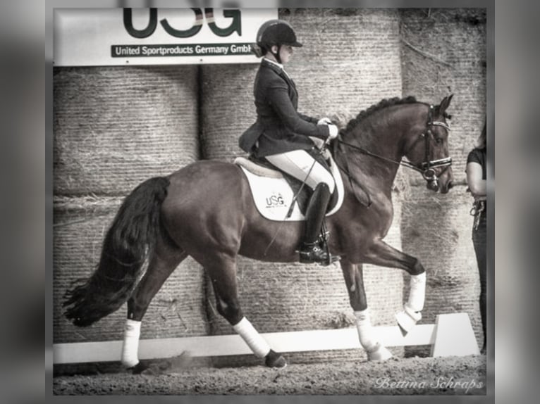 Duitse rijpony Hengst Bruin in Zweibrücken