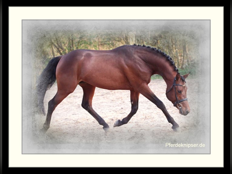 Duitse rijpony Hengst Bruin in Zweibrücken