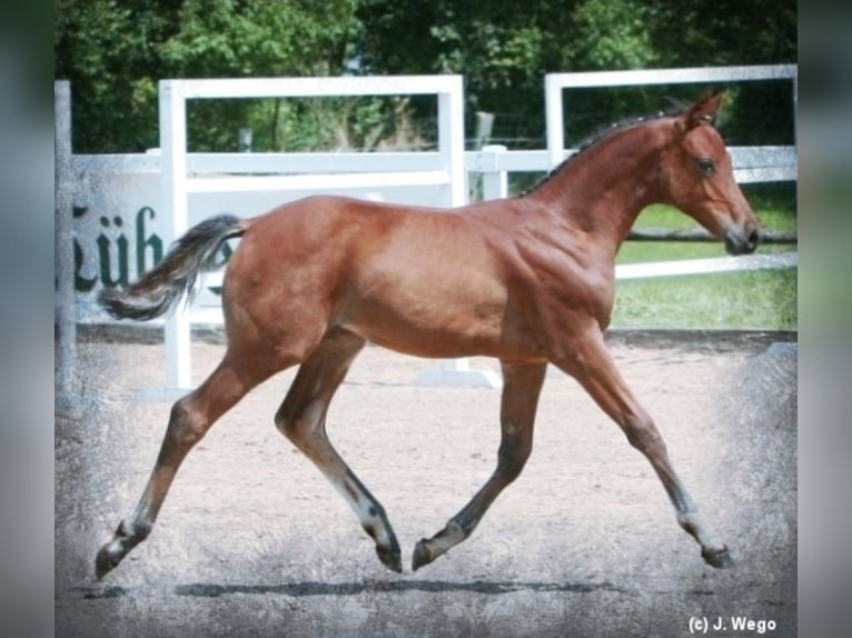 Duitse rijpony Hengst Bruin in Zweibrücken