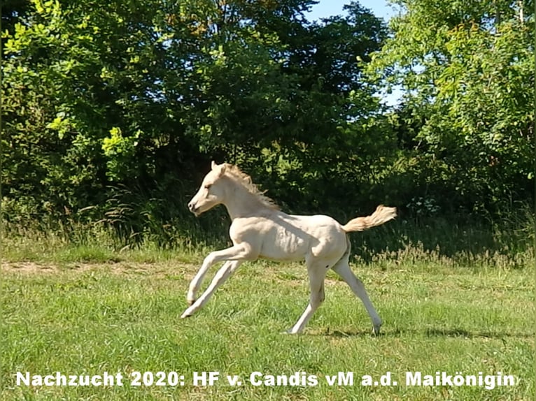 Duitse rijpony Hengst Bruin in Zweibrücken