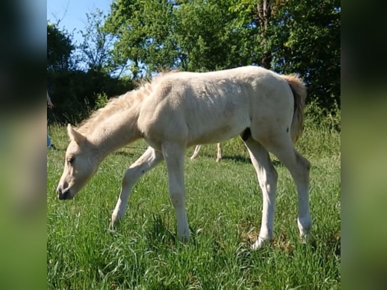 Duitse rijpony Hengst Bruin in Zweibrücken