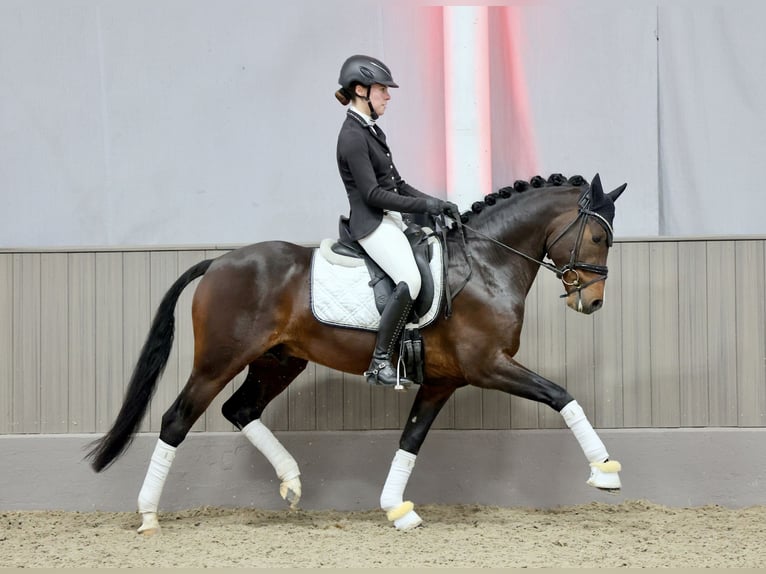 Duitse rijpony Hengst Bruin in Lippetal