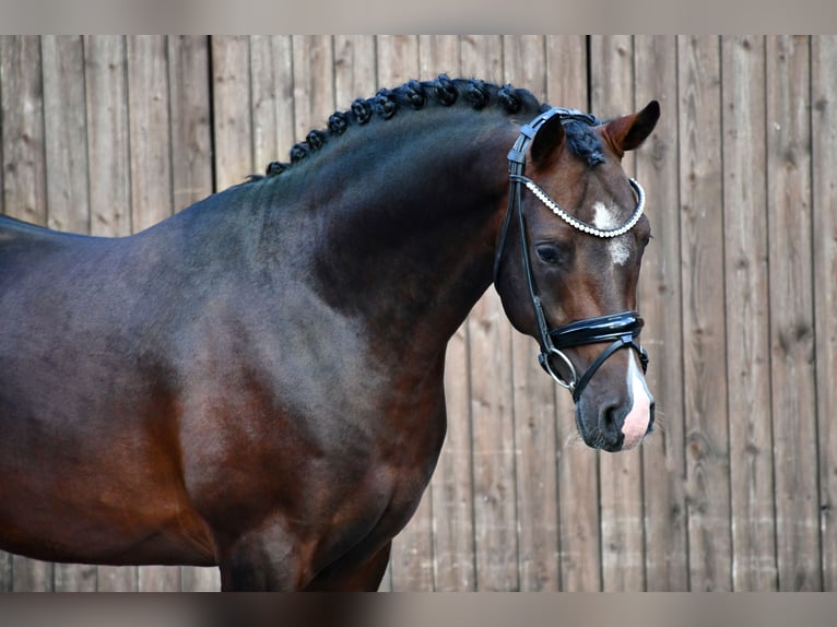 Duitse rijpony Hengst Bruin in Lippetal