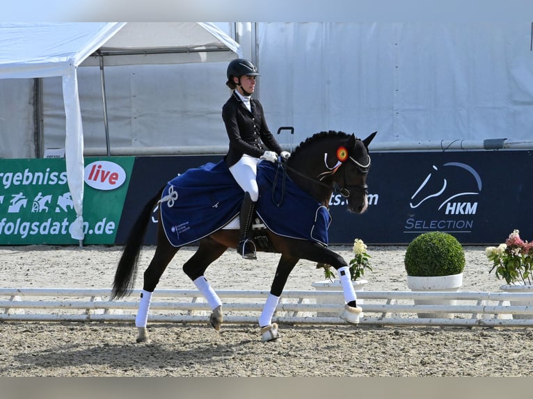 Duitse rijpony Hengst Bruin in Lippetal