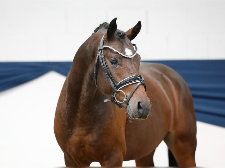 Duitse rijpony Hengst Bruin in Lehe