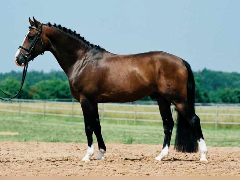 Duitse rijpony Hengst Bruin in Umpfenbach