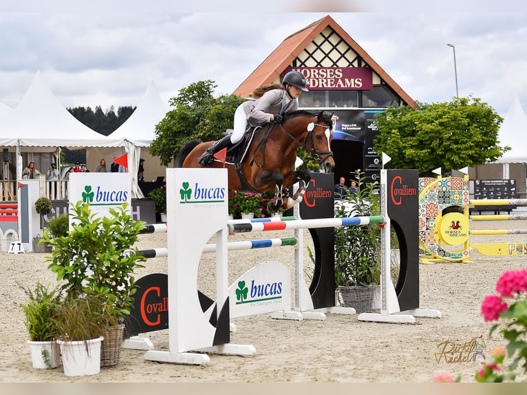 Duitse rijpony Hengst Bruin in Bochum