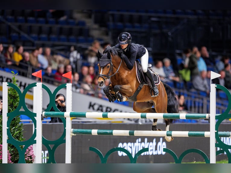 Duitse rijpony Hengst Bruin in Bochum