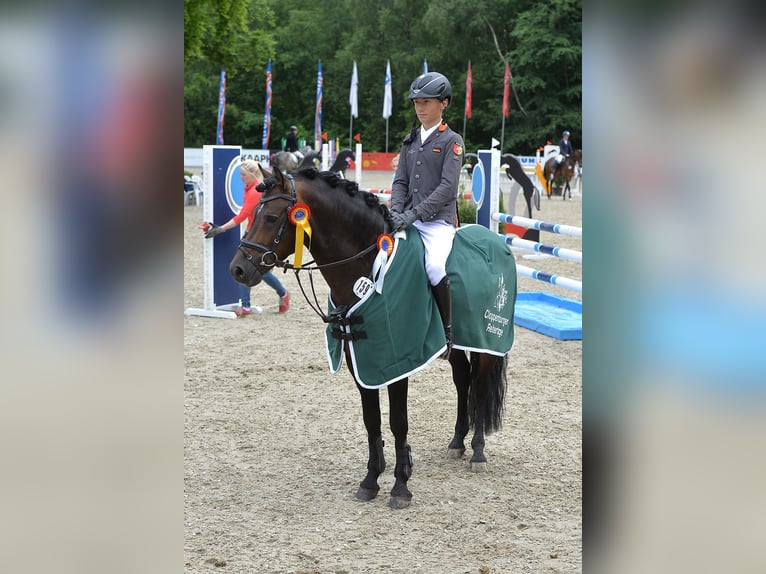 Duitse rijpony Hengst Bruin in Bochum