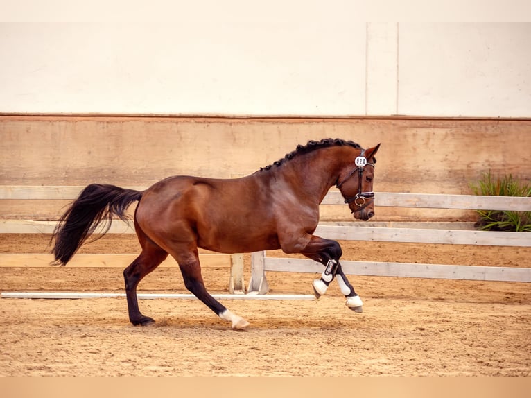 Duitse rijpony Hengst Bruin in Pentling