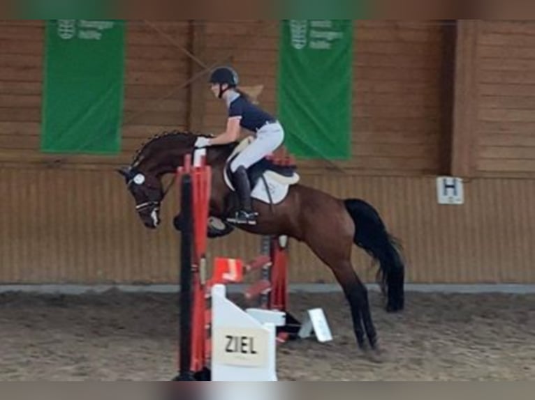 Duitse rijpony Hengst Bruin in Zweibr&#xFC;cken