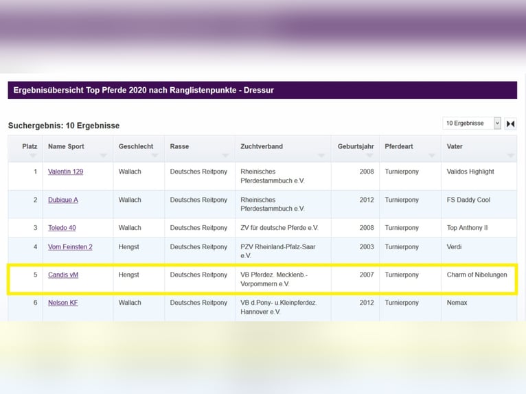 Duitse rijpony Hengst Bruin in Zweibr&#xFC;cken